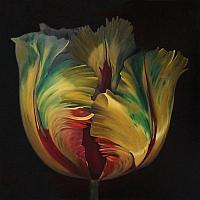 parrot tulip X 2019 oil 100x100cm